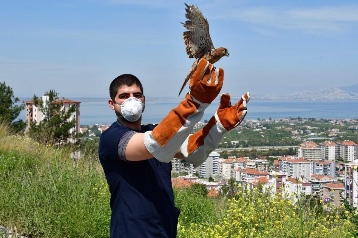 Yaralı atmaca tedavi edildi