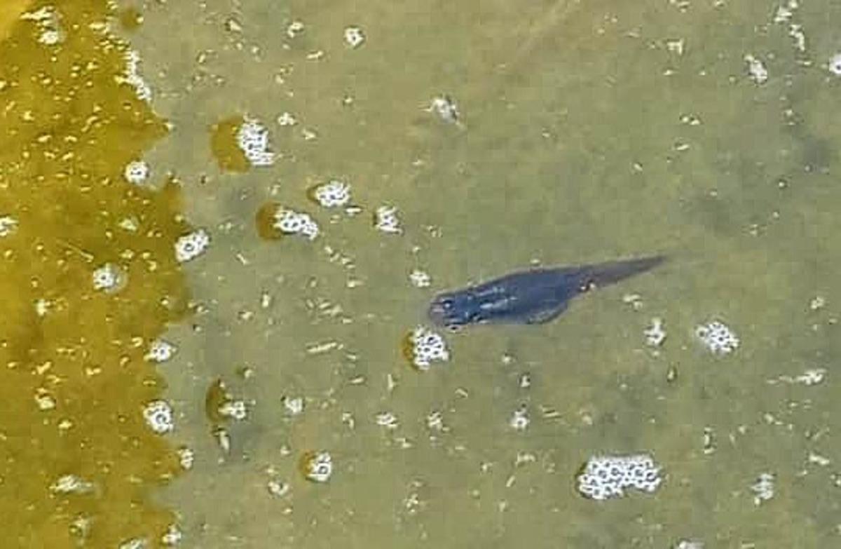 &Ccedil;eşme&rsquo;de "sivrisinek balığı" ile sivrisinek m&uuml;cadelesi