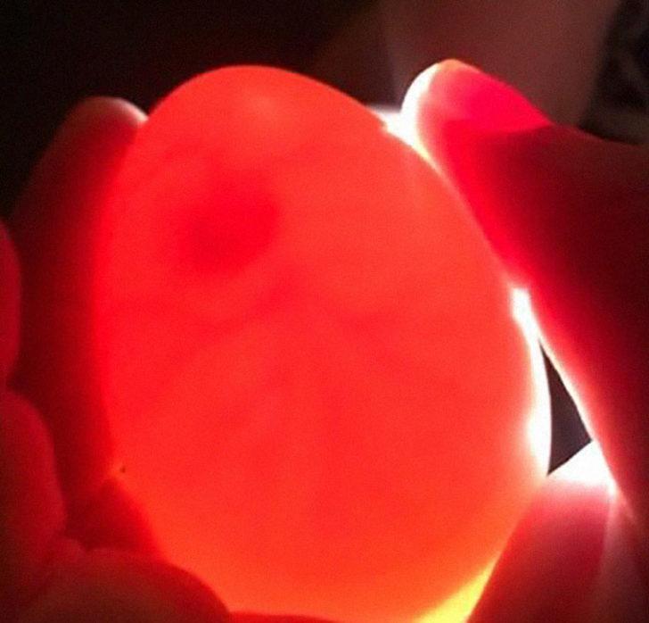 Çocukların zarar verdiği ördek yumurtasını 35 gün sutyeninde taşıyarak ördeğin hayatını kurtardı G3