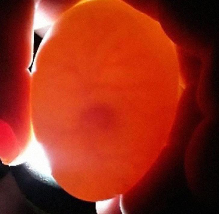 Çocukların zarar verdiği ördek yumurtasını 35 gün sutyeninde taşıyarak ördeğin hayatını kurtardı G4