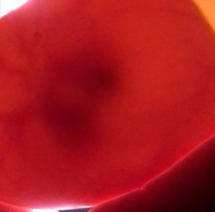 Çocukların zarar verdiği ördek yumurtasını 35 gün sutyeninde taşıyarak ördeğin hayatını kurtardı G5