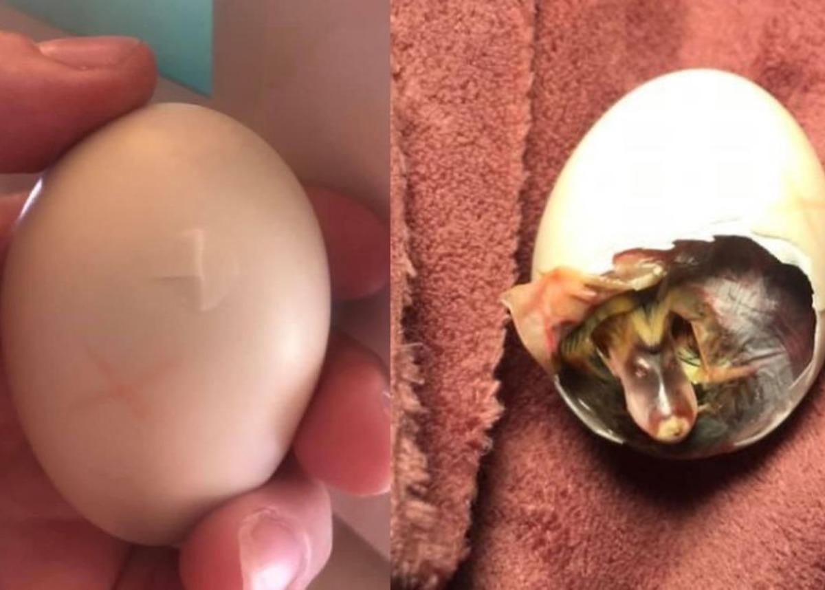 &Ccedil;ocukların zarar verdiği &ouml;rdek yumurtasını 35 g&uuml;n sutyeninde taşıyarak &ouml;rdeğin hayatını kurtardı