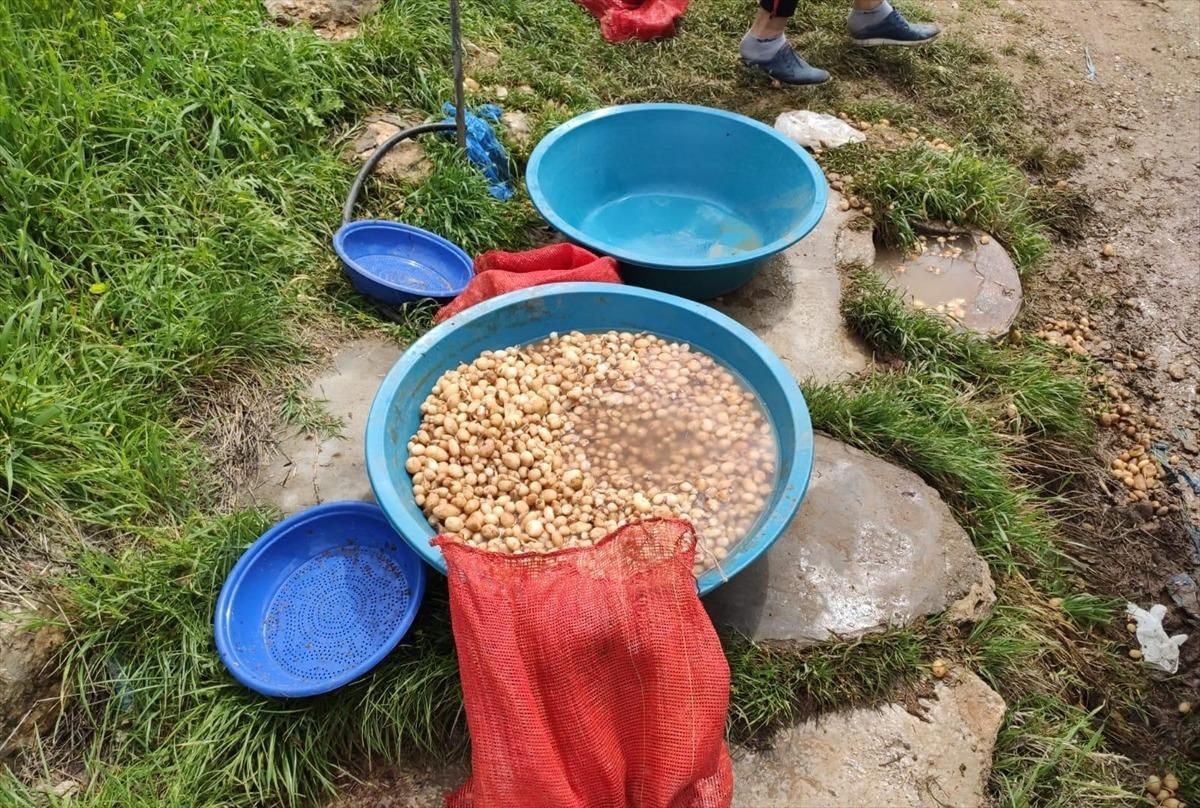 Siirt'te ka&ccedil;ak salep soğanı toplayan kişiye 73 bin 747 lira ceza