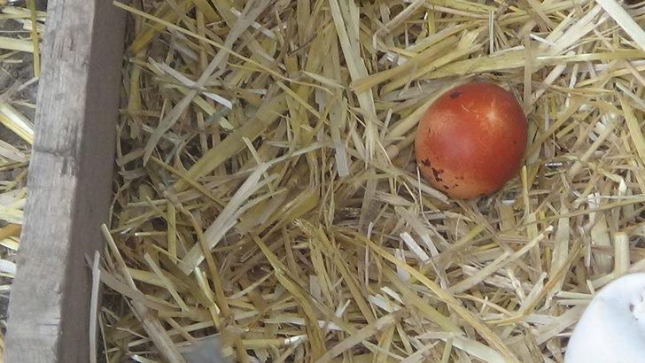 Tavuğunun maydanoz desenli yumurtladığını iddia etti, veteriner 'olmaz' dedi  G3