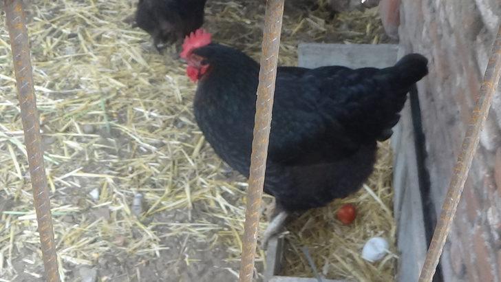 Tavuğunun maydanoz desenli yumurtladığını iddia etti, veteriner 'olmaz' dedi  G4