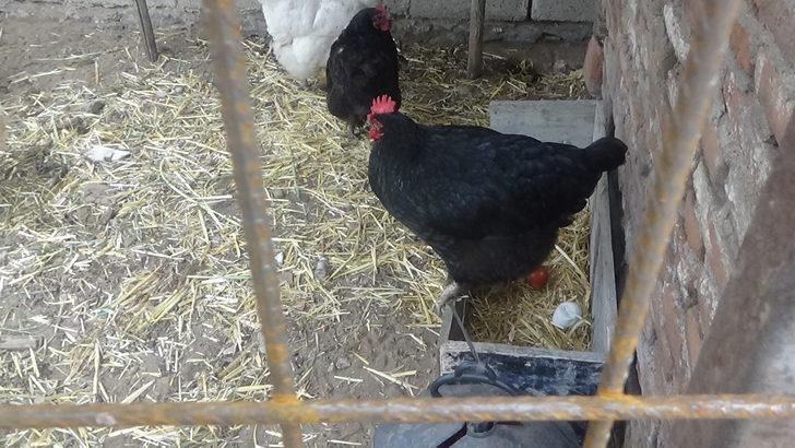 Tavuğunun maydanoz desenli yumurtladığını iddia etti, veteriner 'olmaz' dedi  G5