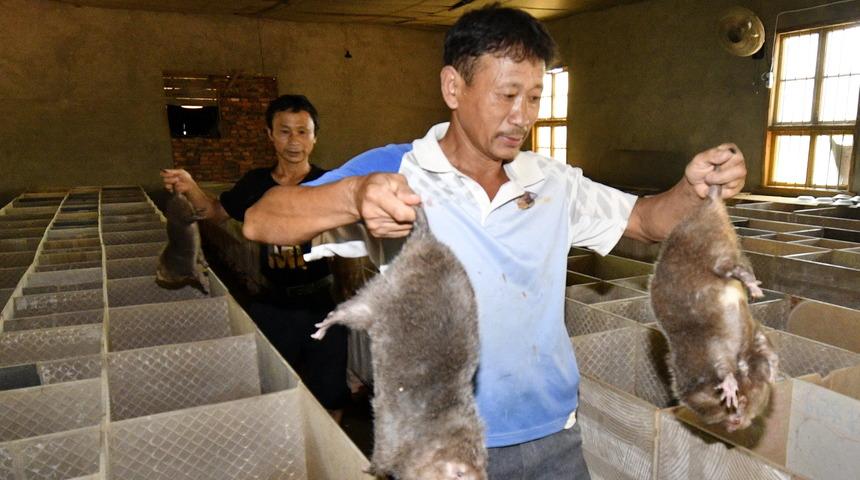 Çin hükümeti çiftçilere bambu fareleri üretmeleri için teşvik ödeneği verdi