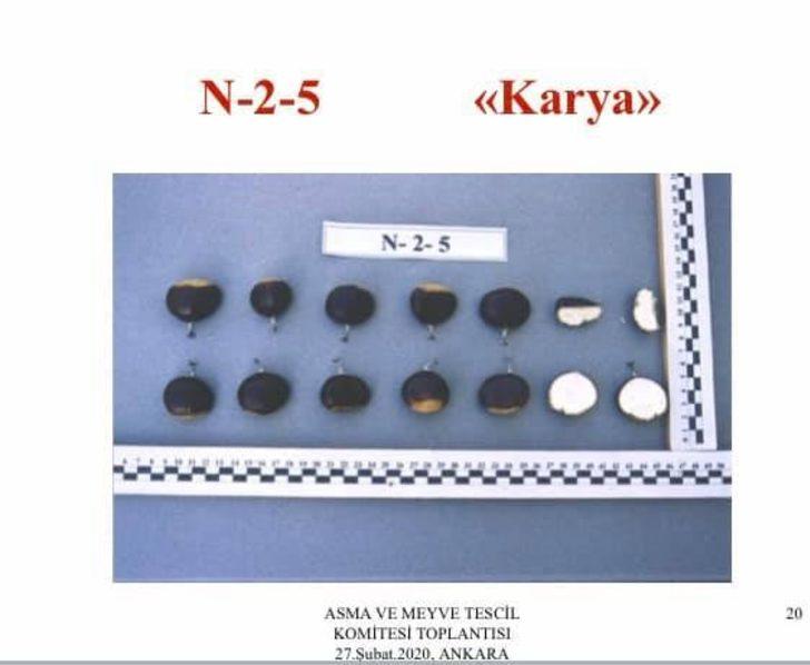 ADÜ Ziraat Fakültesi kestane üretim izni aldı G2