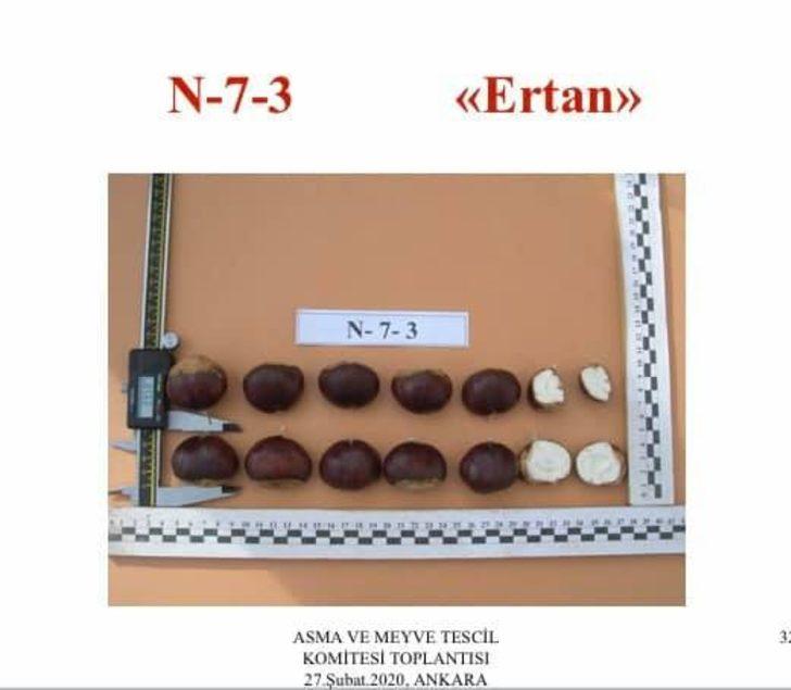 ADÜ Ziraat Fakültesi kestane üretim izni aldı G4