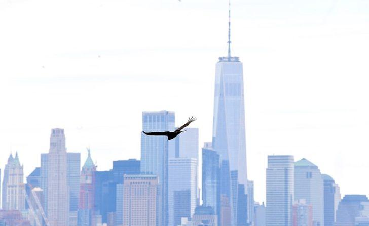 Ceset kokusu alan akbabalar New York'un üzerinde uçmaya başladı ...