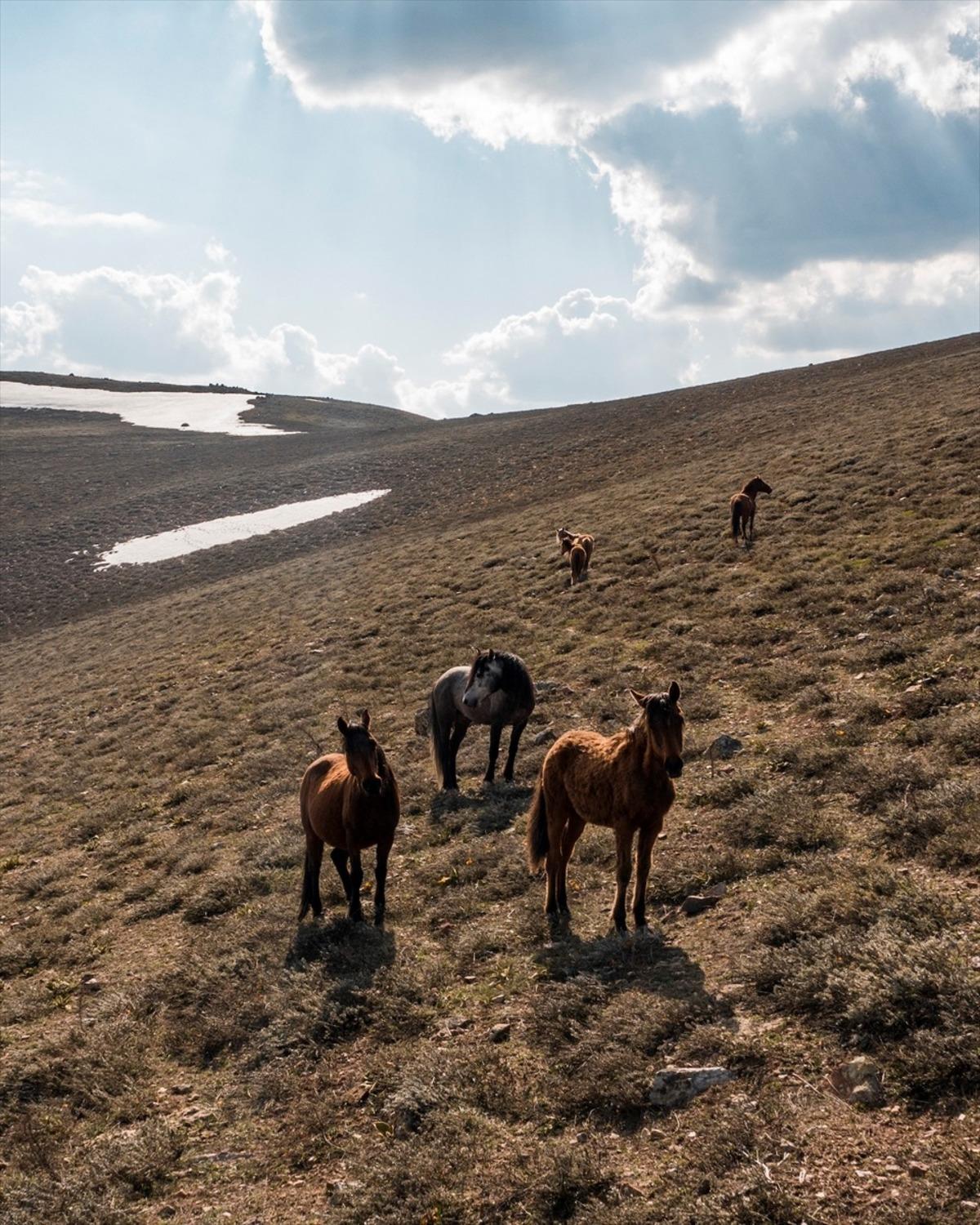 2 bin 300 rakımda g&ouml;r&uuml;nt&uuml;lendiler!