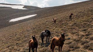 2 bin 300 rakımda görüntülendiler!