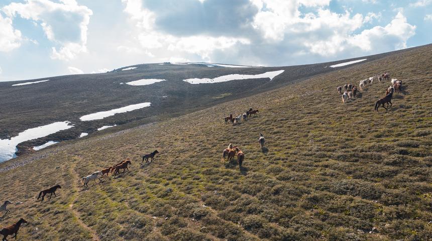 Yellibel Yaylası’ndaki yılkı atlarının hayran bırakan görüntüleri