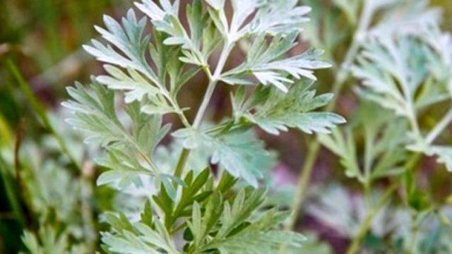 Pelin otu nedir? Artemisia bitkisi koronavirüse karşı etkili mi? 