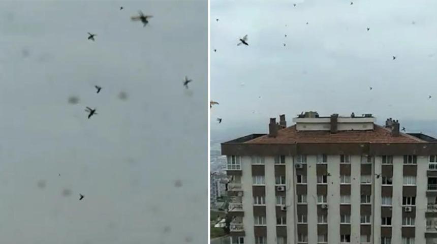 Evinin &ccedil;evresinde u&ccedil;uşan b&ouml;cekleri g&ouml;r&uuml;nt&uuml;ledi! 'Hayatımda ilk defa b&ouml;yle bir g&ouml;r&uuml;nt&uuml;yle karşılaşıyorum'