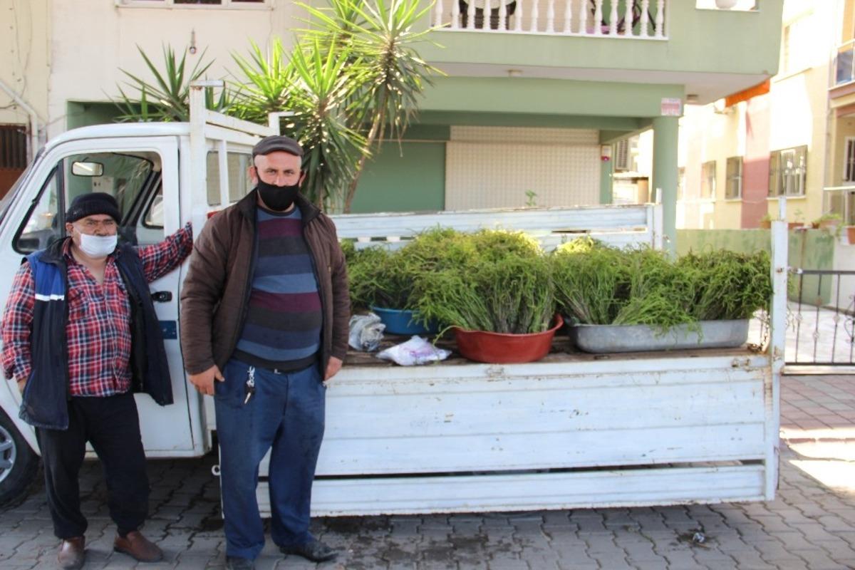 Aydın&rsquo;ın acı otu, tatlı gelire d&ouml;n&uuml;şt&uuml;