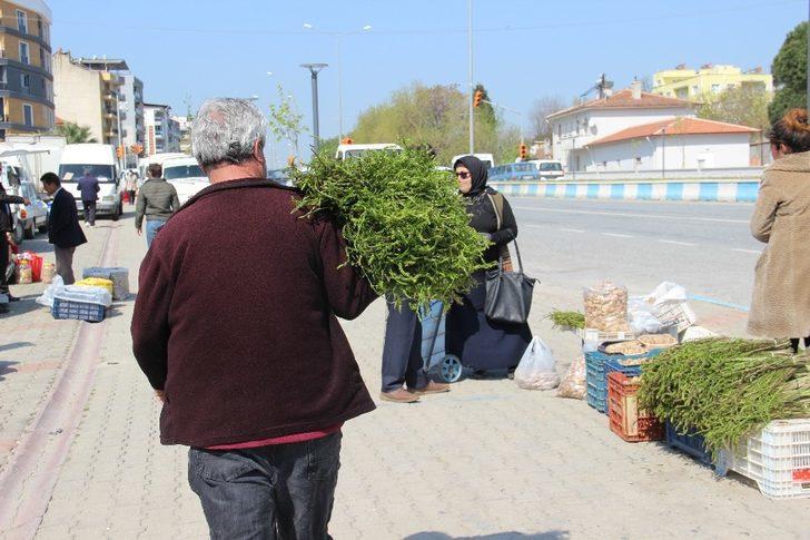Aydın’ın acı otu, tatlı gelire dönüştü G2