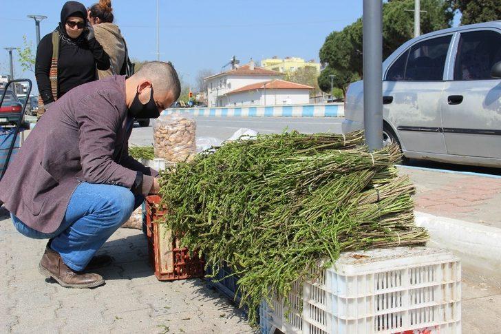 Aydın’ın acı otu, tatlı gelire dönüştü G3