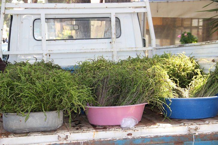 Aydın’ın acı otu, tatlı gelire dönüştü G4