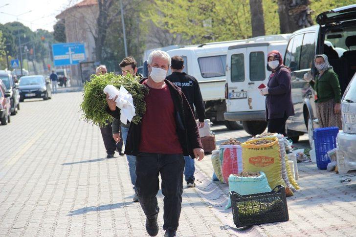 Aydın’ın acı otu, tatlı gelire dönüştü G5