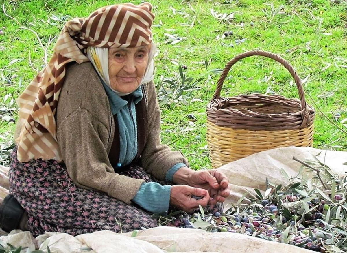 Zeytin ve zeytinyağı sekt&ouml;r&uuml; milli gelire sağladığı katkıyı arttırmaya devam ediyor