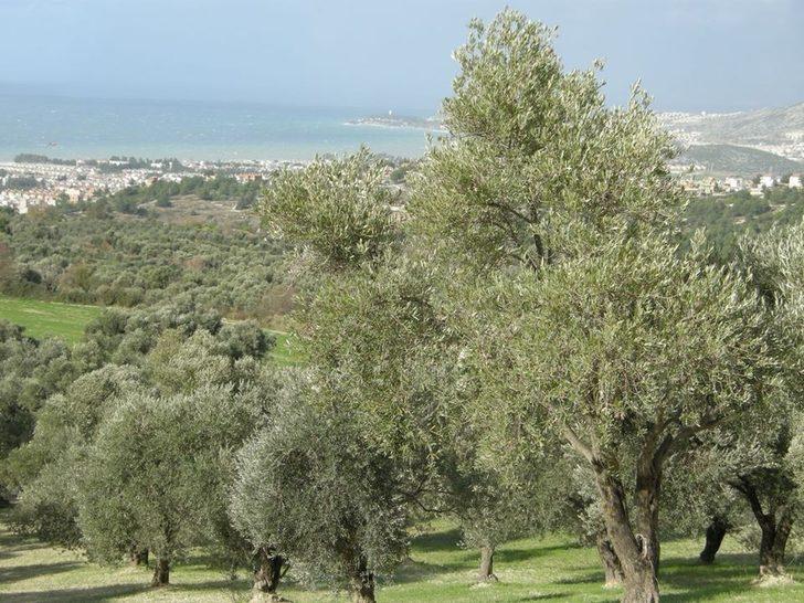 Zeytin ve zeytinyağı sektörü milli gelire sağladığı katkıyı arttırmaya devam ediyor G3