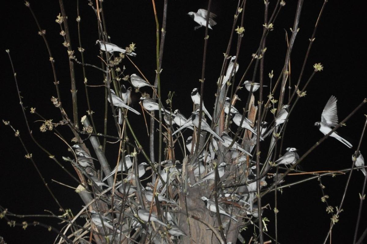 G&ouml;&ccedil;men kuşlar &ccedil;arşı merkezinde mola verdi