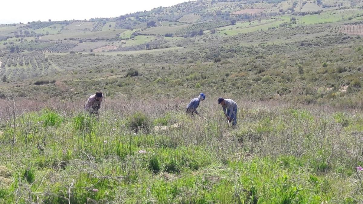 Mersin&rsquo;in ağa&ccedil;landırma sahalarında bakım devam ediyor