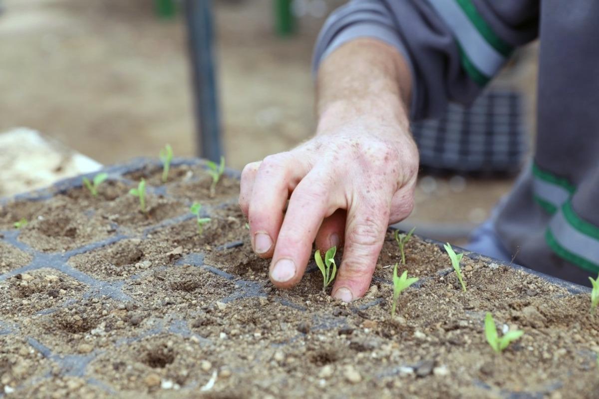 Menteşe&rsquo;de yerel tohumlar toprakla buluştu