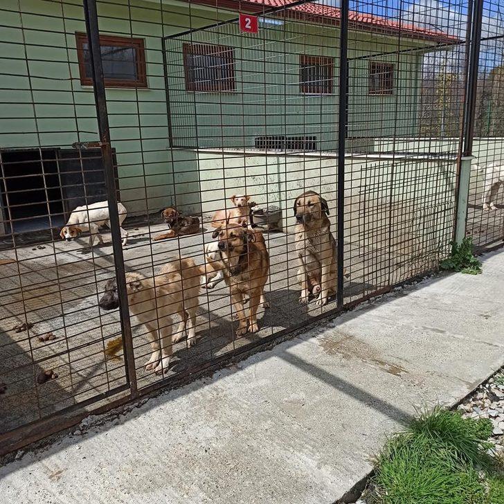 Hayvan Bakım evlerine denetleme yapıldı G4