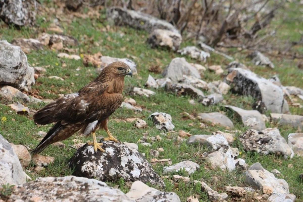Yaralı kızıl şahin tedavi edilerek doğaya bırakıldı