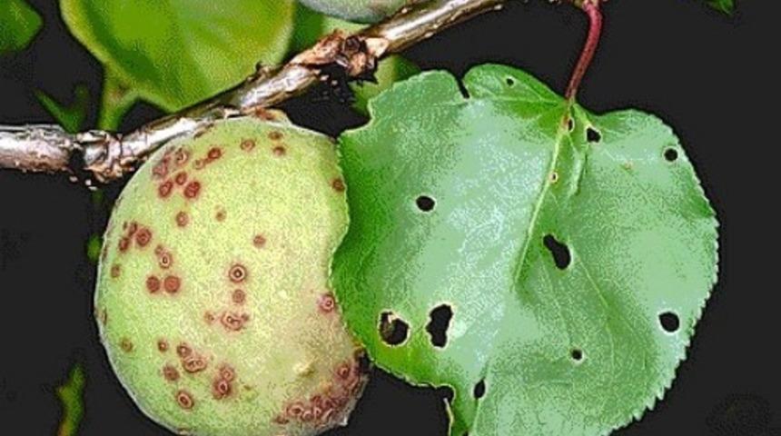 Malatya&rsquo;da kayısı ağa&ccedil;larındaki monilya hastalığıyla ilgili rapor hazırlandı