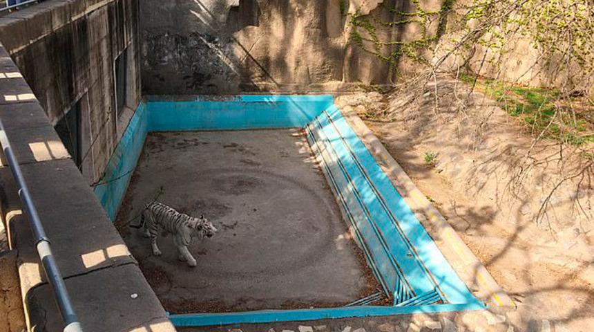 Bu görüntüler hayvanseverleri ayağa kaldırdı