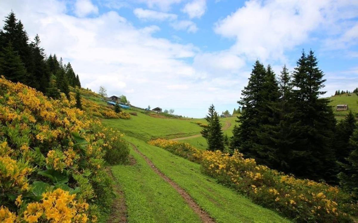 Ordu&rsquo;da bal ormanı 9&rsquo;a ulaştı