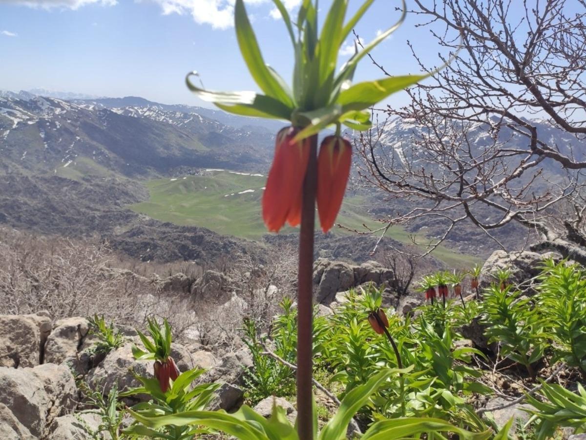 Sason&rsquo;da 2 bin rakımlı Helkız Dağında yetişen ters laleler g&ouml;renleri hayran bırakıyor
