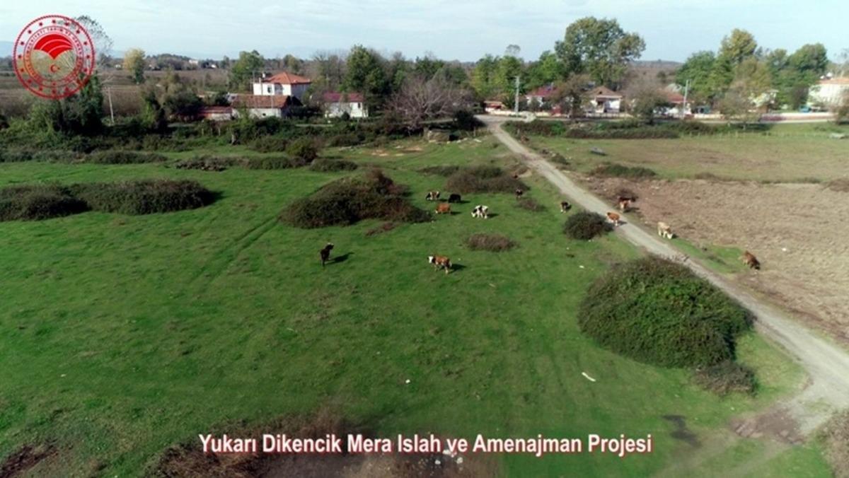 Samsun&rsquo;da meralarda hayvan otlatma sezonu a&ccedil;ıldı