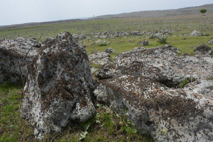 Siverek’te çekirge istilası korkuttu G4