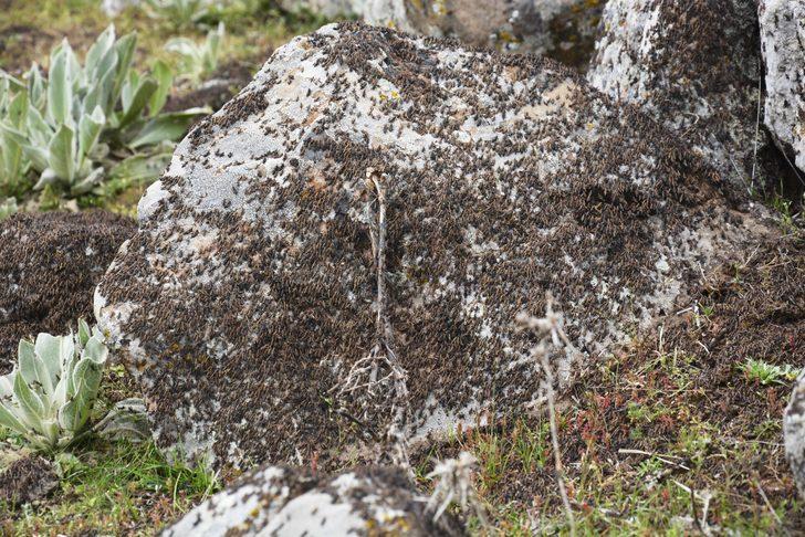 Siverek’te çekirge istilası korkuttu G1
