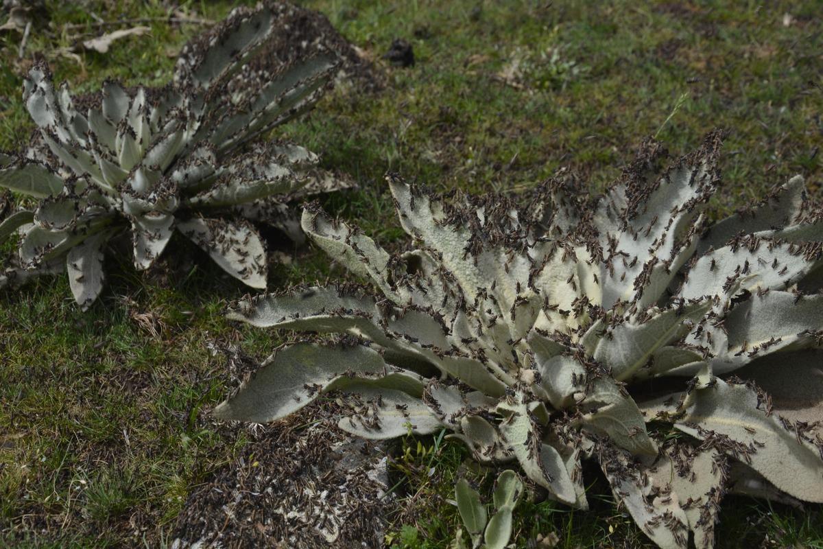 Siverek&rsquo;te &ccedil;ekirge istilası korkuttu
