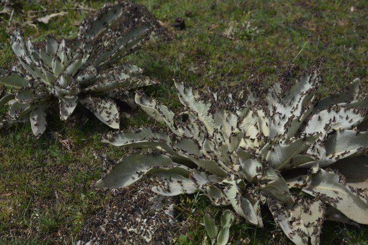 Siverek’te çekirge istilası korkuttu G2