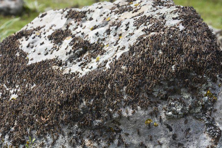 Siverek’te çekirge istilası korkuttu G3