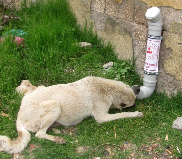 Araban’da sokak hayvanları aç kalmayacak G1