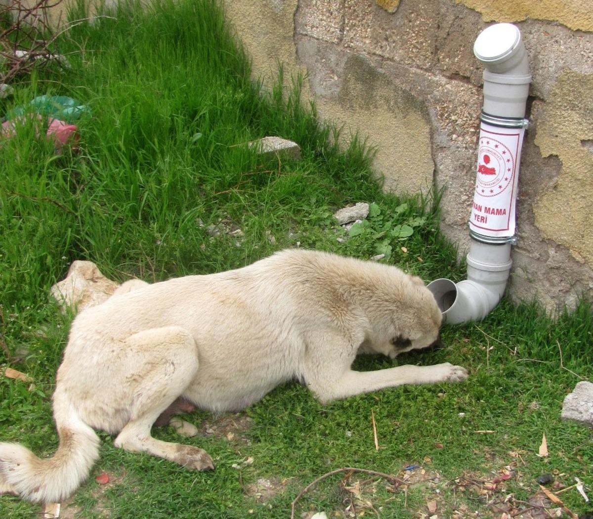 Araban&rsquo;da sokak hayvanları a&ccedil; kalmayacak