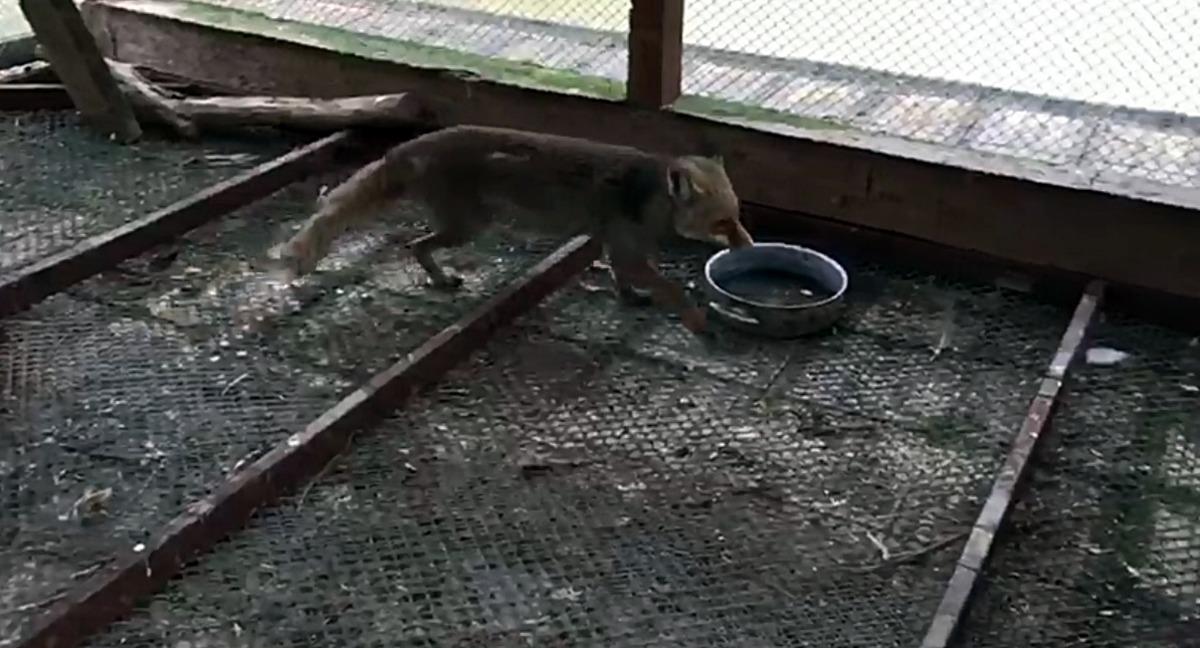 K&uuml;mese giren tilki yakalanıp bakıma alındı