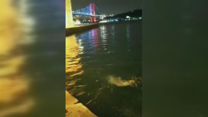 Yunuslar bu kez Ortaköy'de ortaya çıktı G1