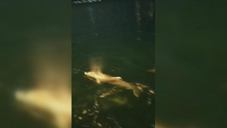 Yunuslar bu kez Ortaköy'de ortaya çıktı G2