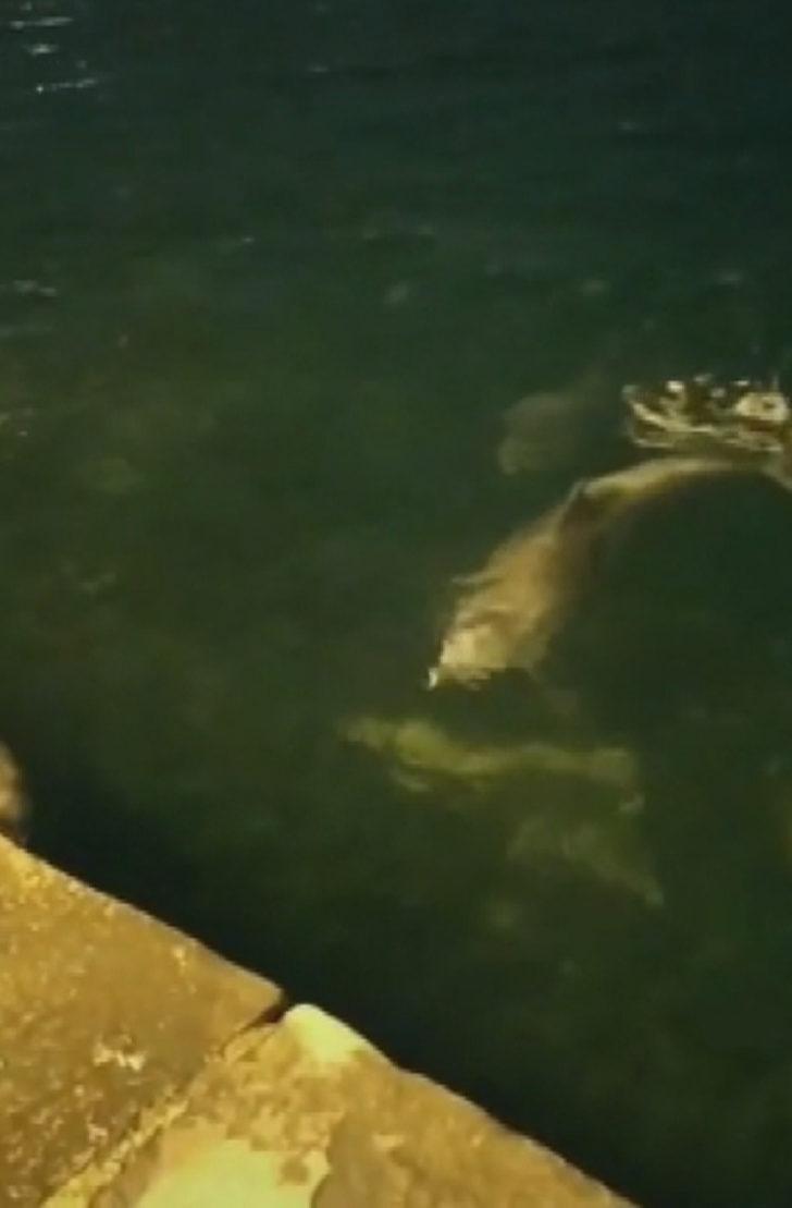 Yunuslar bu kez Ortaköy'de ortaya çıktı G3