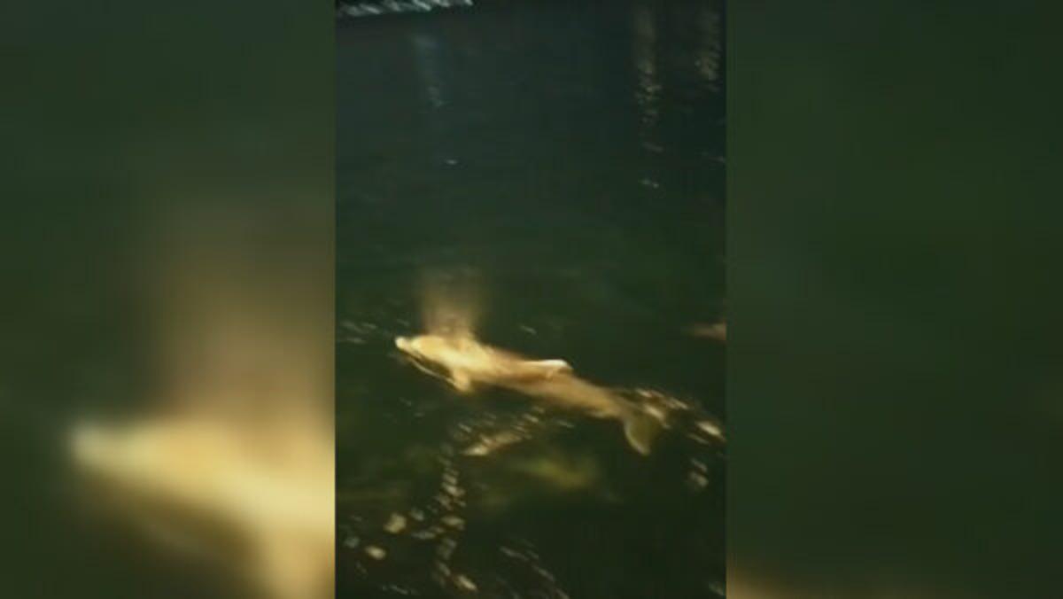 Yunuslar bu kez Ortak&ouml;y'de ortaya &ccedil;ıktı