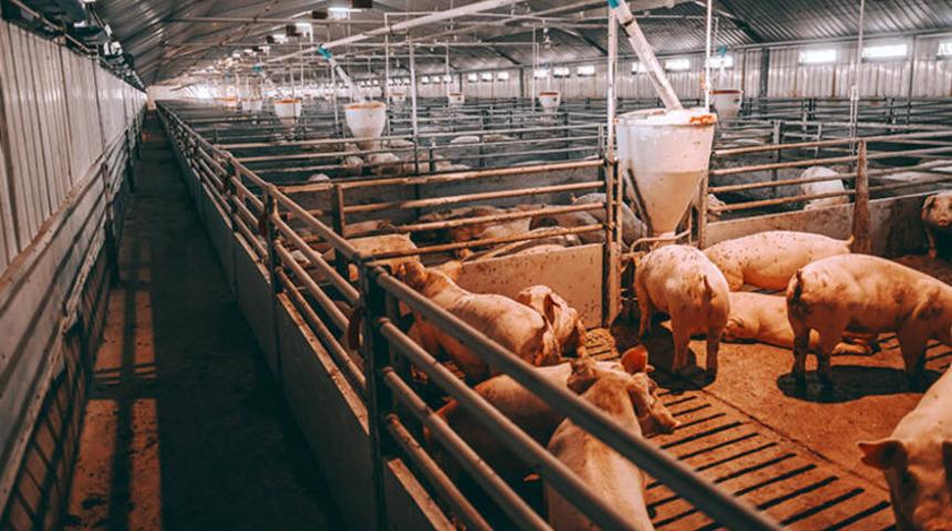 Dev fabrikadaki koronavirüs skandalının perde arkası!