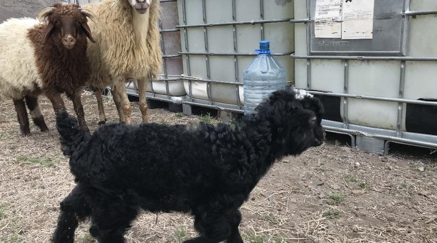 S&uuml;r&uuml; b&uuml;y&uuml;tme ve yenileme desteği başlıyor